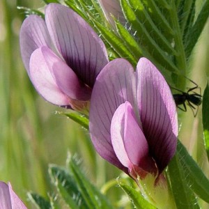 Vicia lutea subsp. vestita