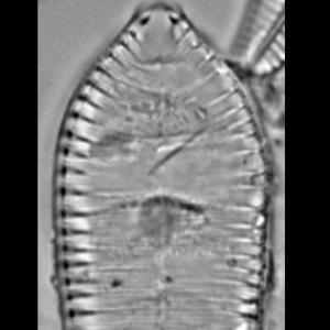 Cymatopleura solea var. apiculata