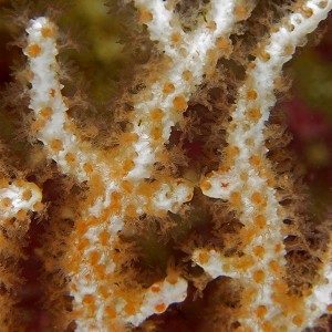 Eunicella gazella