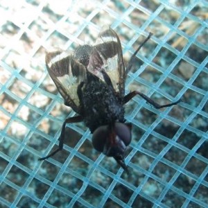 Euthera fascipennis