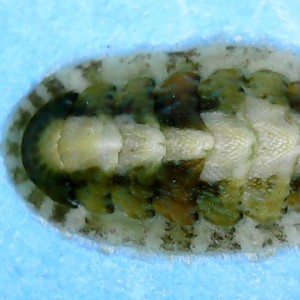 Lepidochitona monterosatoi