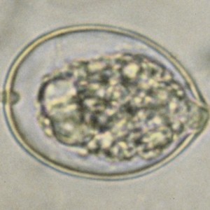 Phytophthora cactorum