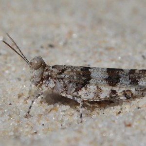 Sphingonotus nodulosus