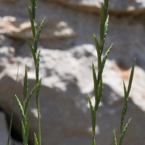 Brachypodium phoenicoides