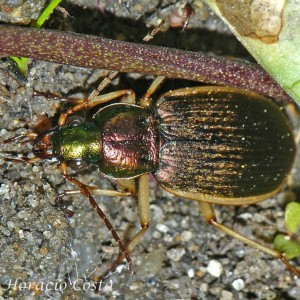 Chlaenius velutinus