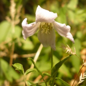 Clematis campaniflora