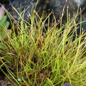 Isolepis setacea