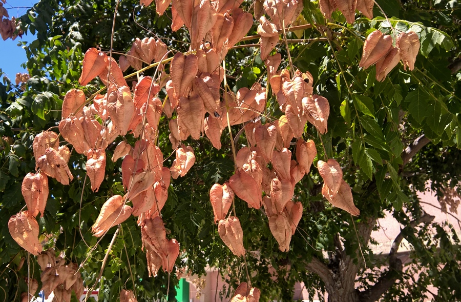 Koelreuteria Paniculata Naturdata Biodiversidade Em Portugal Koelreuteria Paniculata Naturdata Biodiversidade Em Portugal
