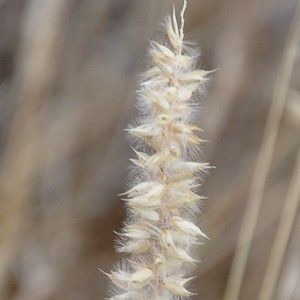 Melica ciliata