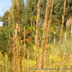 Molinia caerulea