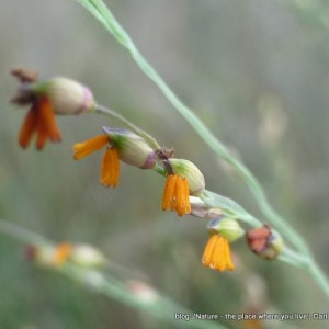 Panicum repens