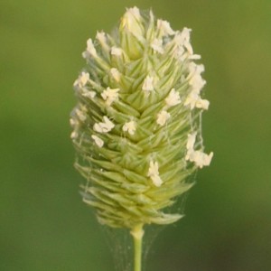 Phalaris brachystachys