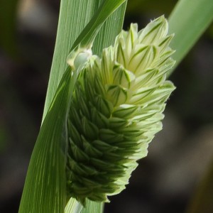 Phalaris canariensis