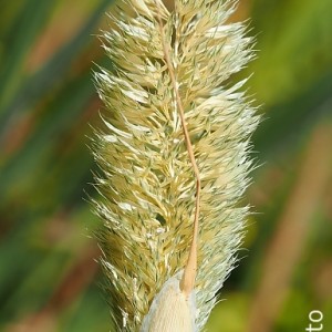 Phalaris paradoxa