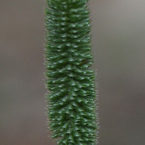 Phleum pratense