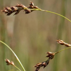 Rhynchospora modesti-lucennoi
