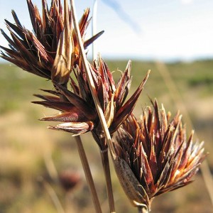 Schoenus nigricans