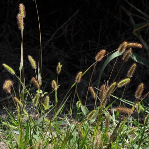 Setaria viridis