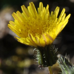 Sonchus tenerrimus