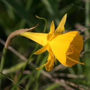 Narcissus bulbocodium subsp. bulbocodium