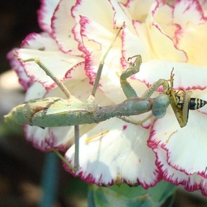 Fêmea a predar uma vespa © Valter Jacinto