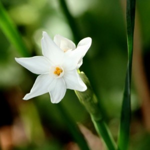 Narcissus papyraceus subsp. papyraceus