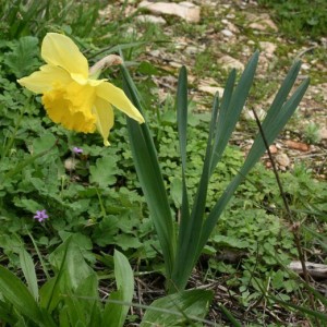 Narcissus pseudonarcissus subsp. pseudonarcissus