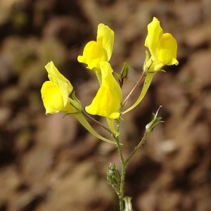 Linaria spartea subsp. spartea