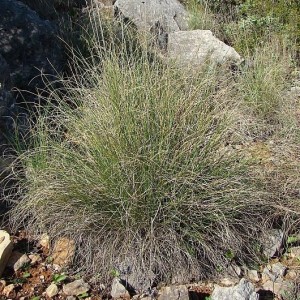 Stipa tenacissima