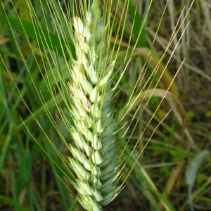 Triticum aestivum