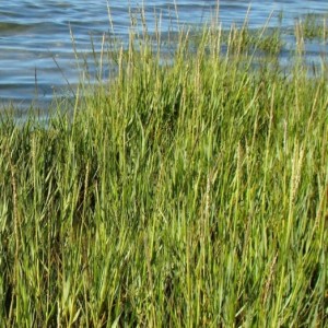 Spartina maritima