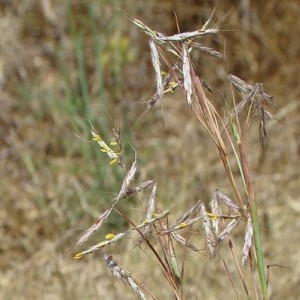 Hyparrhenia hirta subsp. hirta