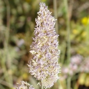 Dactylis glomerata subsp. lusitanica