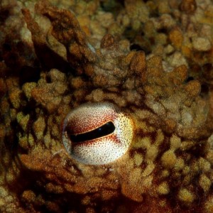 Portinho da Areia, Peniche © João Pedro Silva