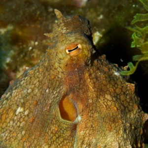 Pedra das Âncoras, Sesimbra © João Pedro Silva