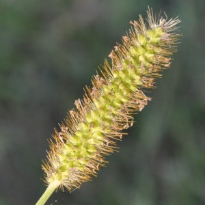 Setaria pumila