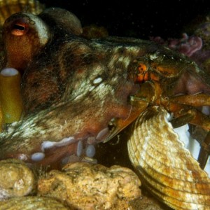 Arrasta a presa para a sua toca mas este agarra-se a uma concha. Canhoneira “Faro”, Portimão, cerca de 15m de profundidade. © João Pedro Silva