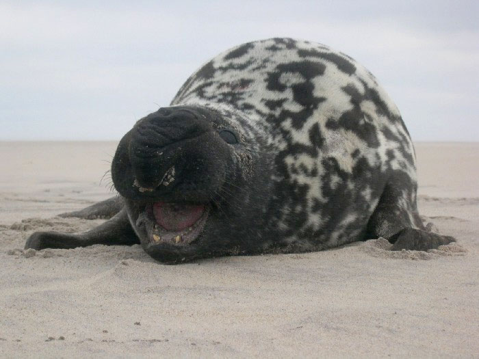 Esta foto não foi obtida em Portugal. © Sea Mammal Research Unit (SMRU)