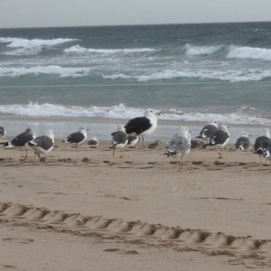 No meio de Larus fuscus e outras gaivotas © Gonçalo Almeida