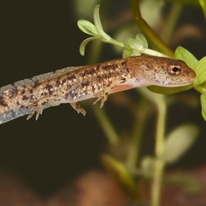 Larva de Salamandra salamandra © Armando Caldas