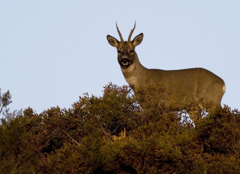 Corça capreolus capreolus corça selvagem na natureza