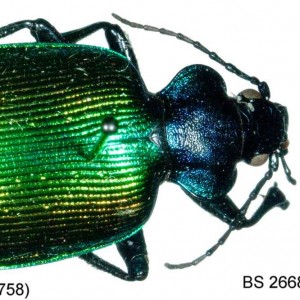 Calosoma sycophanta