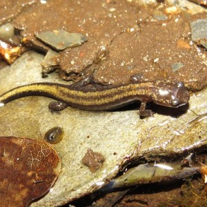 Salamandra juvenil © Miguel Berkemeier