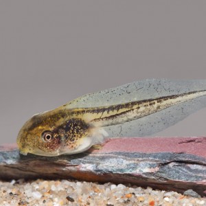 Larva de Hyla meridionalis © Armando Caldas