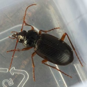 Nebria brevicollis