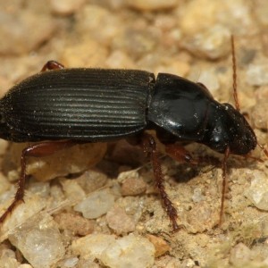 Pseudoophonus rufipes