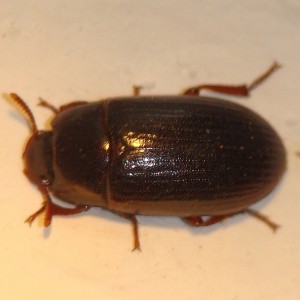 Alphitobius diaperinus