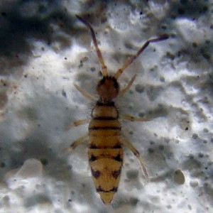 Entomobrya atrocincta