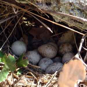 Ovos no ninho © Sercaça