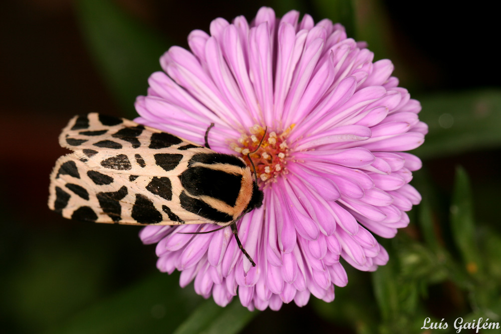 Cymbalophora Pudica Naturdata Biodiversidade Em Portugal